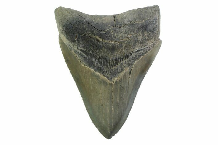 Serrated, Fossil Megalodon Tooth - Georgia #338672